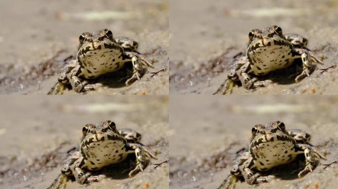 青蛙的肖像坐在河边的岸边，特写