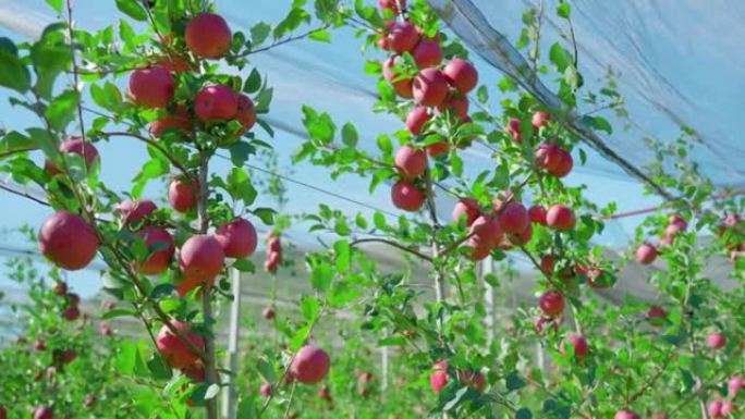 成熟的水果挂在网下果园的苹果树枝上