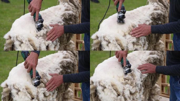 在农场剪羊毛。柔软的羊毛是用剪羊毛的专用设备切割的。农夫正在户外从绵羊身上剪羊毛。