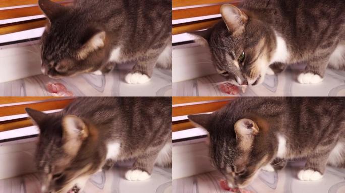 条纹灰家猫吃生肉。