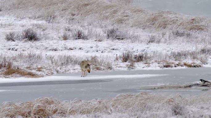 土狼和结冰的湖