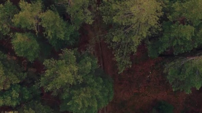 鸟瞰图，树梢和森林之路在树木之间经过。无人机飞过秋天的针叶林，沙林小径。4k，普洛雷斯