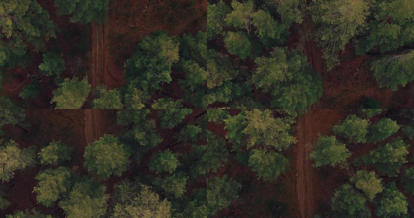 鸟瞰图，树梢和森林之路在树木之间经过。无人机飞过秋天的针叶林，沙林小径。4k，普洛雷斯