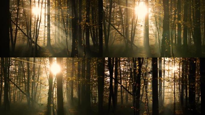 黎明时分秋天模糊的落叶林。神秘的气氛。
