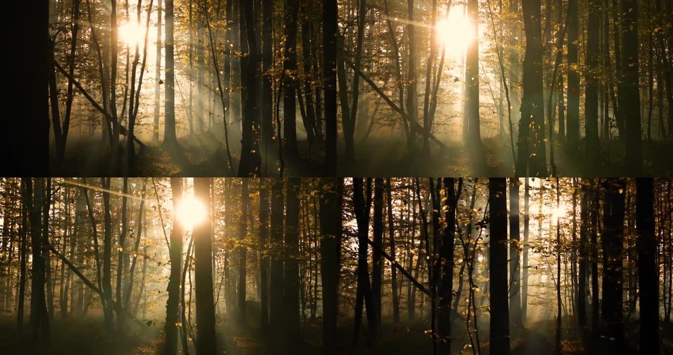 黎明时分秋天模糊的落叶林。神秘的气氛。