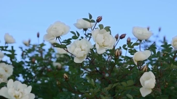 春天那天开着白花的玫瑰果在蓝天下swways动。