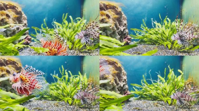 美丽的红色狮子鱼在藻类和石头之间悠闲地游动，五颜六色的水下镜头，水下世界的雷雨