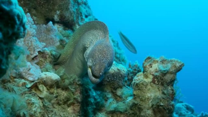 海鳗从蓝色水底的藏身处窥视。黄嘴海鳗 (Gymnothorax nudivomer)，4k-60fp