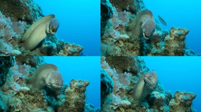 海鳗从蓝色水底的藏身处窥视。黄嘴海鳗 (Gymnothorax nudivomer)，4k-60fp