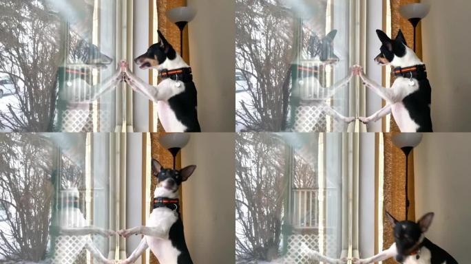一只玩具狐狸梗狗戴着狗吠项圈，人道无休克训练振动和哔哔声活动模式，刮擦窗户。