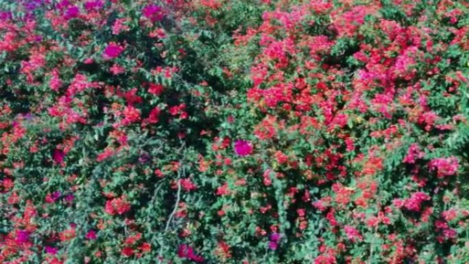 滑动视图美丽的粉红色，橙色和黄色的花三角梅灌木在树枝上摇摆在风地中海灌木