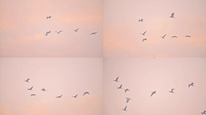日出时飞翔的欧亚琵鹭群