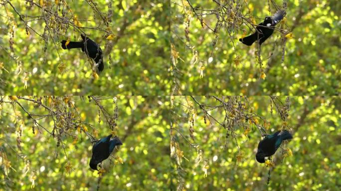 Tui，新西兰特有的鸟类，在黄花的本地kowhai树上以花蜜为食