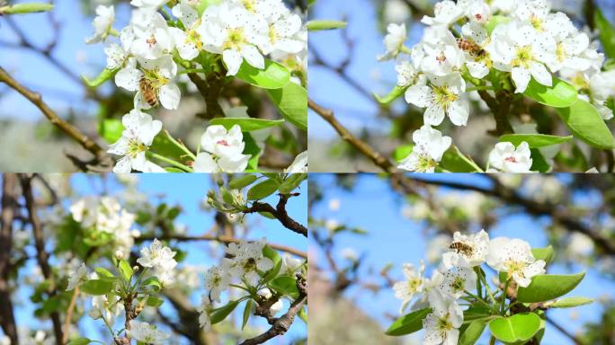 春暖花开小蜜蜂在梨树花瓣上采蜜