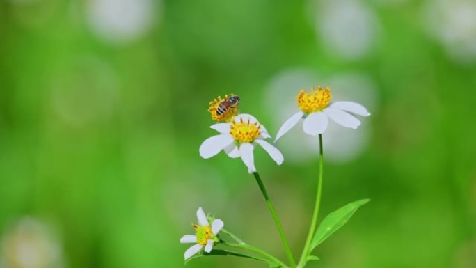 蜜蜂绿色温馨大自然