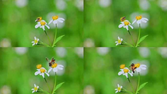 蜜蜂绿色温馨大自然