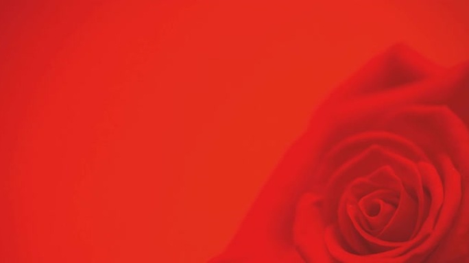 单红玫瑰移动动画，红底有复制空间