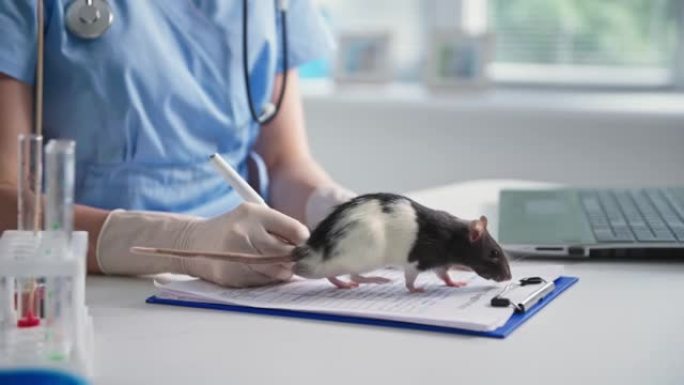 兽医诊所，小实验室老鼠在药物和试剂的桌子上行走，背景是女医生