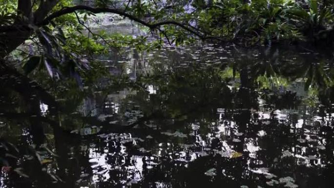 池塘的水面。水浑浊，水中有鱼和浮叶。远处有行人经过。