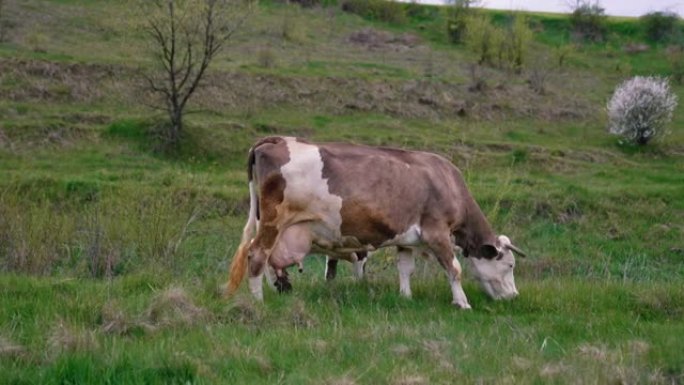 乳白色的牛和草地上的小牛。褐牛在山谷上放牧绿草。牧场上的家畜。