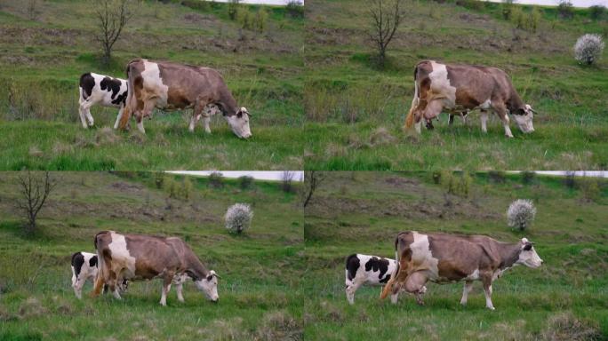 乳白色的牛和草地上的小牛。褐牛在山谷上放牧绿草。牧场上的家畜。