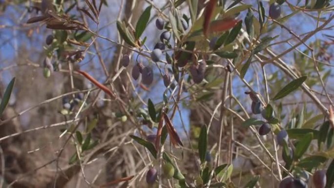 绿橄榄种植园。橄榄树生长在夏季炎热干燥的地区。