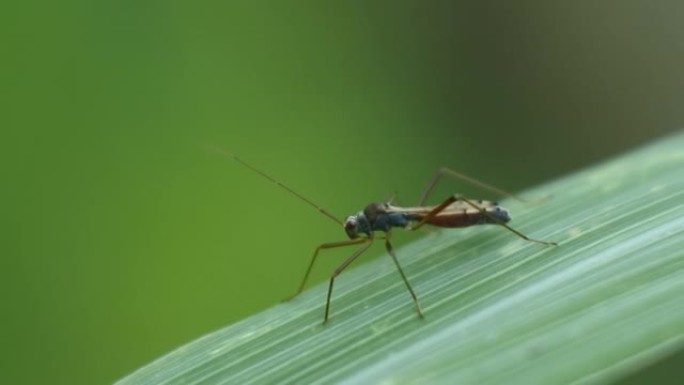 甲虫栖息在绿叶上。黑色甲虫镜头