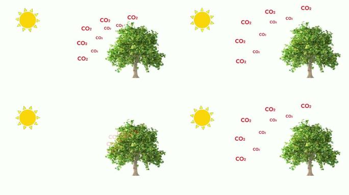 光合作用，迈向碳中和的第一步。