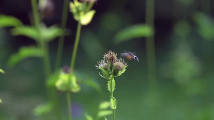 稀有的蝴蝶蜂鸟鹰蛾 (Macroglossum stellatarum) 在摄食花蜜时在视频中捕获。