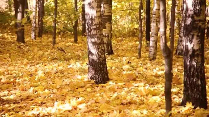 一个非常美丽的秋季公园的风景，黄叶从老树上掉下来