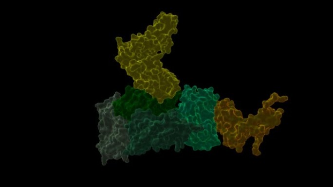 具有人类T细胞受体 β 链的链球菌热原性外毒素C (SpeC) 四聚体的结构