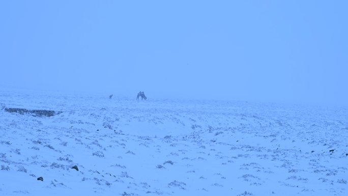 暴风雪 雪中骆驼 小骆驼 寒冷 恶略天气