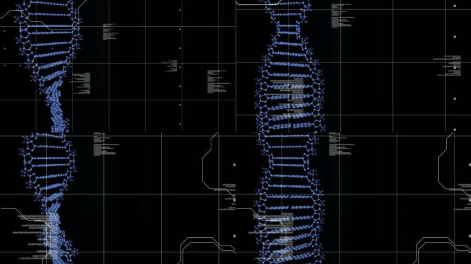 黑色背景上的蓝色dna链旋转动画和网格上的数据处理