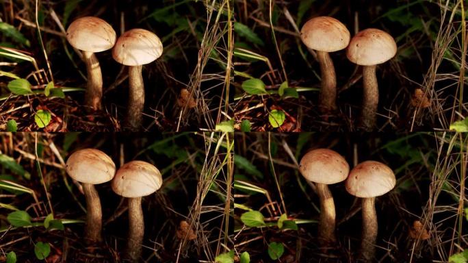 角鞘。森林蘑菇、食用菌、白菇