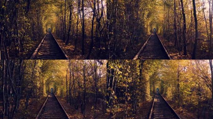 爱的隧道，铁路。树木丛生的老路。浪漫迷人的地方。