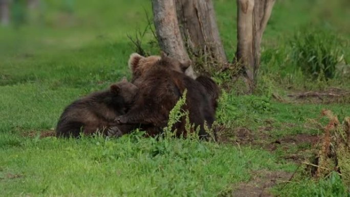 熊妈妈喂养母乳幼崽