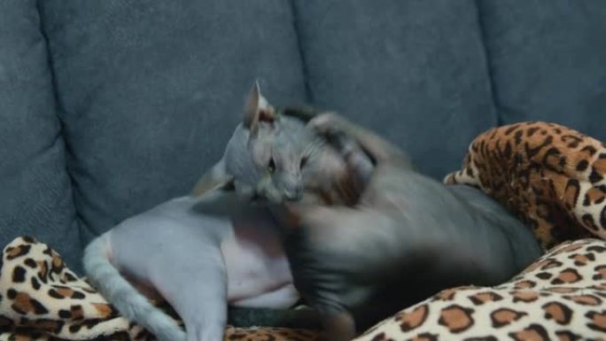 两只狮身人面像猫在沙发上打架