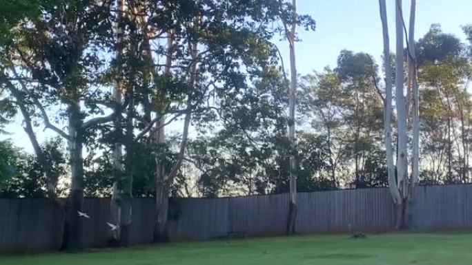 一群野生凤头鹦鹉飞向树梢