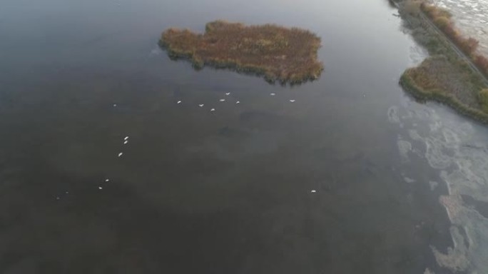 鸟儿飞过湖面