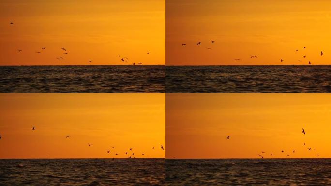 一群海鸥在海里飞鱼。温暖的夕阳天空在海洋上，阳光刺眼。日落时，海鸥以慢动作飞行的剪影远离相机，背景是