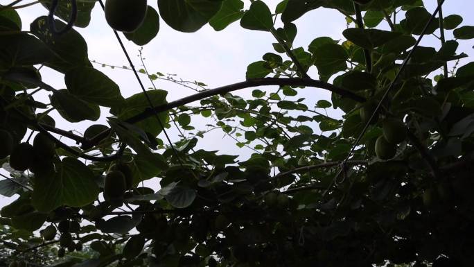 种植猕猴桃 果园 猕猴桃
