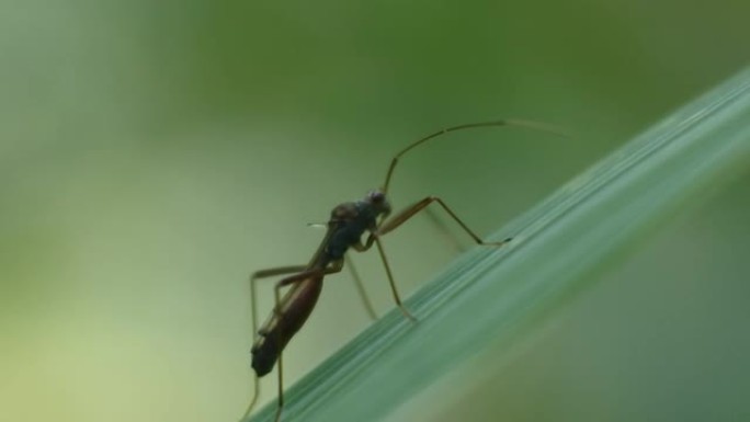 甲虫栖息在绿叶上。黑色甲虫镜头