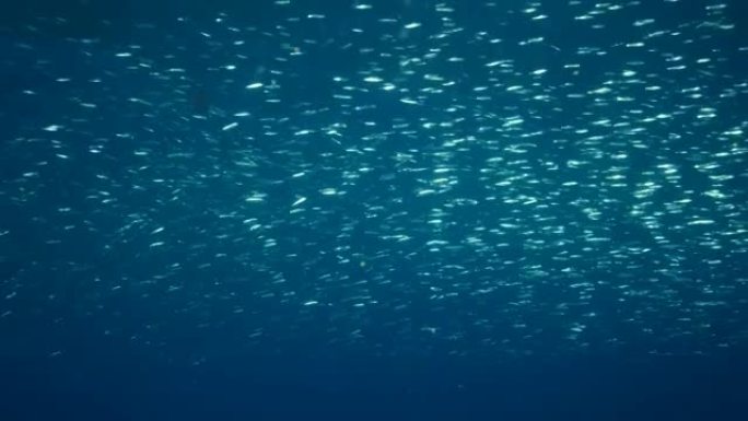 蓝色短跑的大浅滩，精致的圆形鲱鱼或蓝背短跑 (Spratelloides delicatulus)。