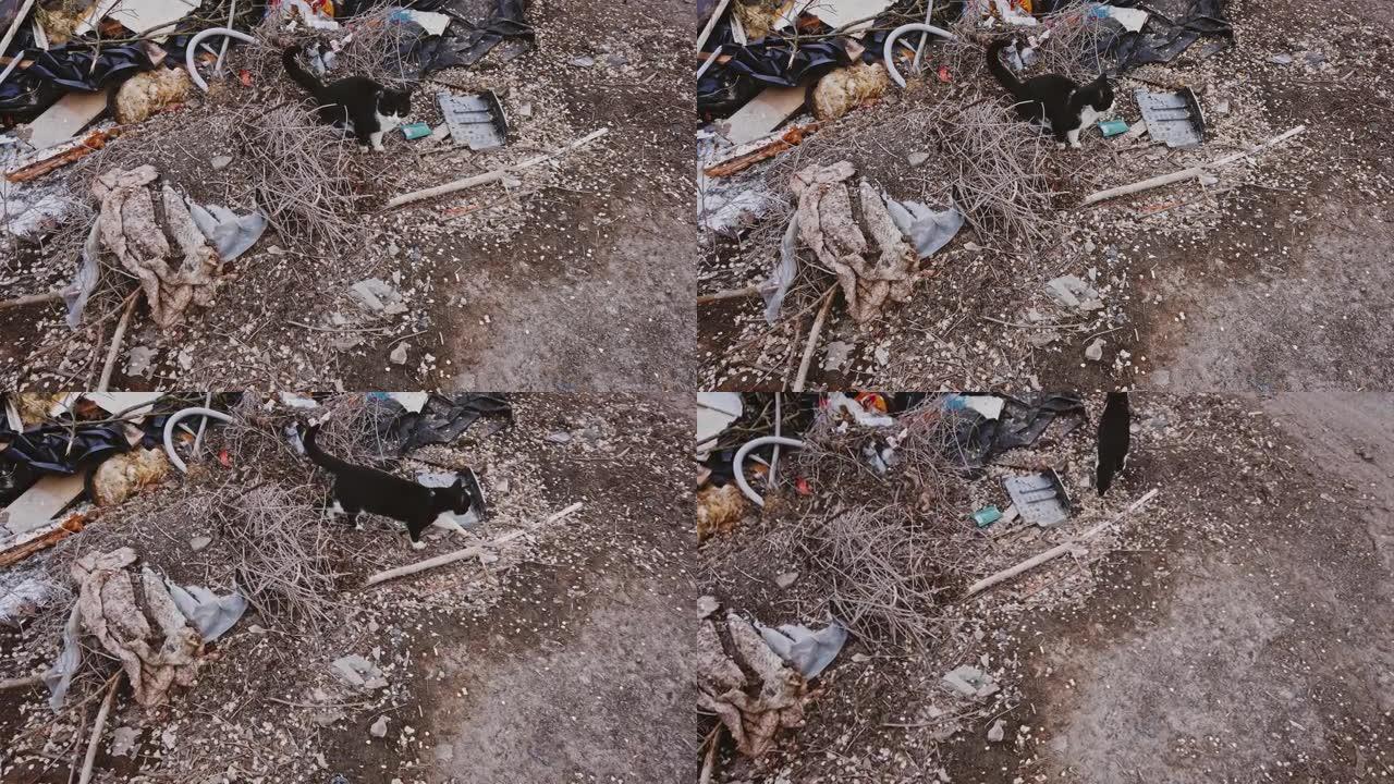 流浪猫在贫民窟的肮脏垃圾中，有很多垃圾，不卫生的街头动物栖息地