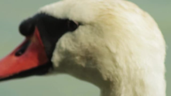 白天鹅头带红色喙，微距。自然栖息地