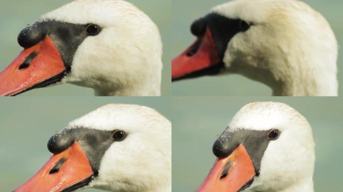 白天鹅头带红色喙，微距。自然栖息地