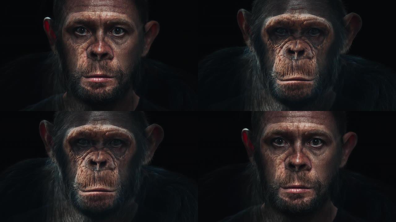 肖像变形。猴子变成了人。黑猩猩 (Pan troglodytes) 慢慢变成成年高加索人 (智人