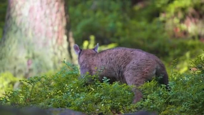 年轻的美洲狮 (Puma concolor) 躺在森林中的植物中休息。