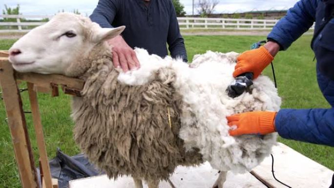 用电动理发推子切割羊毛。在户外农场剪羊毛的男性农民。传统剪羊毛生产生态羊毛。