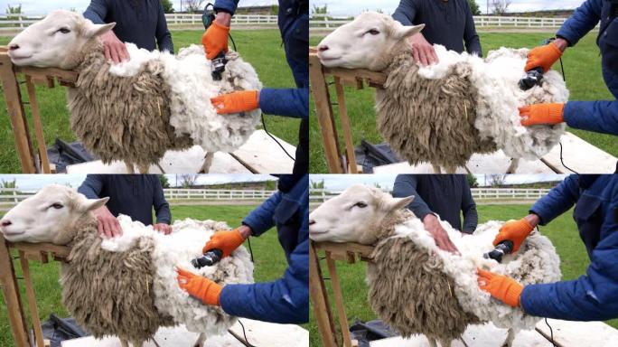 用电动理发推子切割羊毛。在户外农场剪羊毛的男性农民。传统剪羊毛生产生态羊毛。